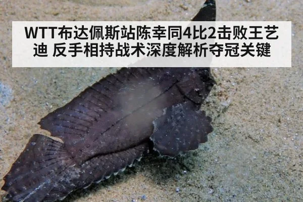 WTT布达佩斯站陈幸同4比2击败王艺迪 反手相持战术深度解析夺冠关键
